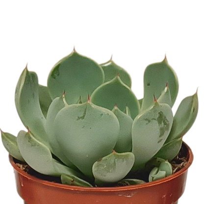 Mix: 10 Vetplanten 5.5 cm zonder pot