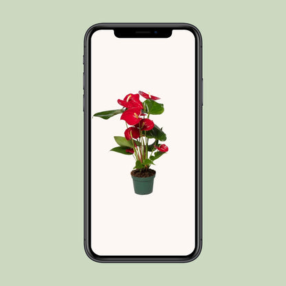 Anthurium Red - Ø12cm - ↕40cm