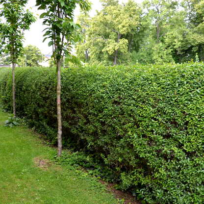 Palletdeal: Ligustrum Ovalifolium 50 stuks