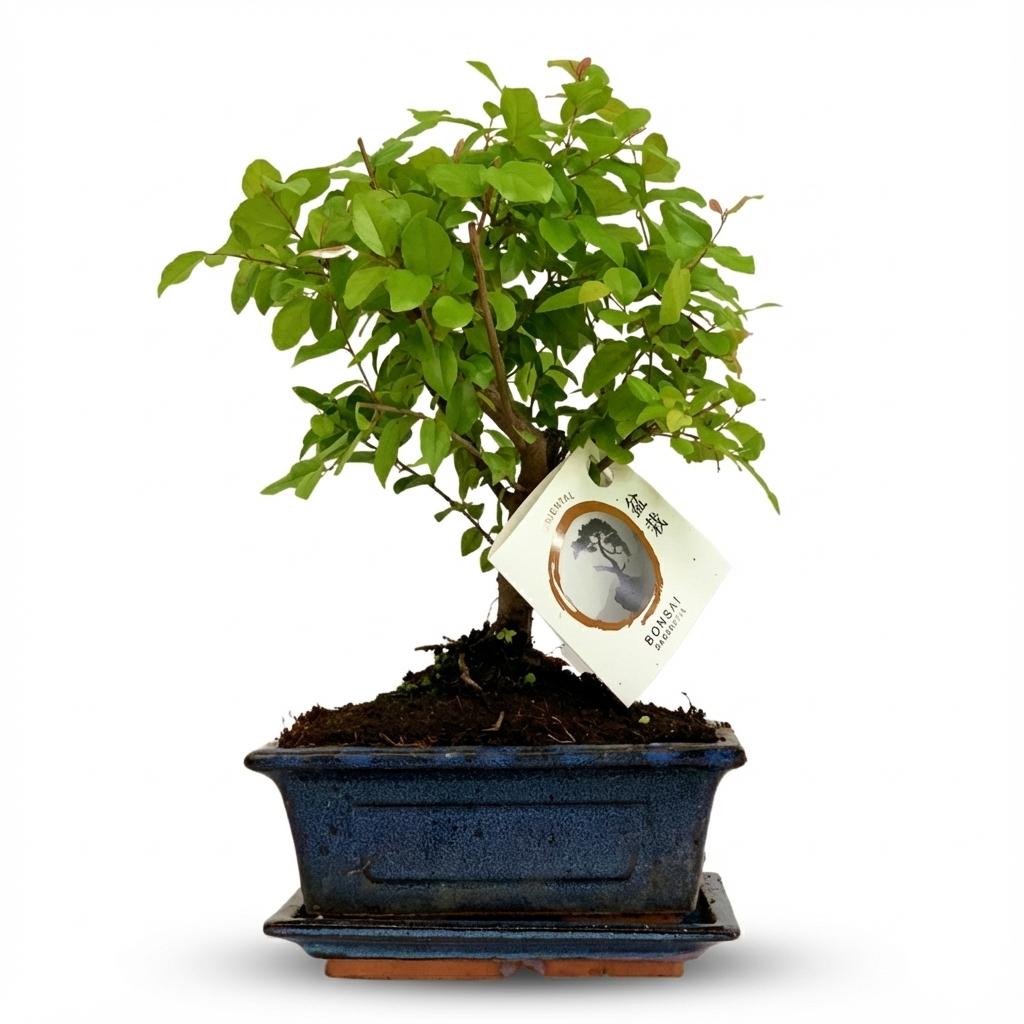 Bonsai Bol vorm Boom 25-30 cm in keramieken pot