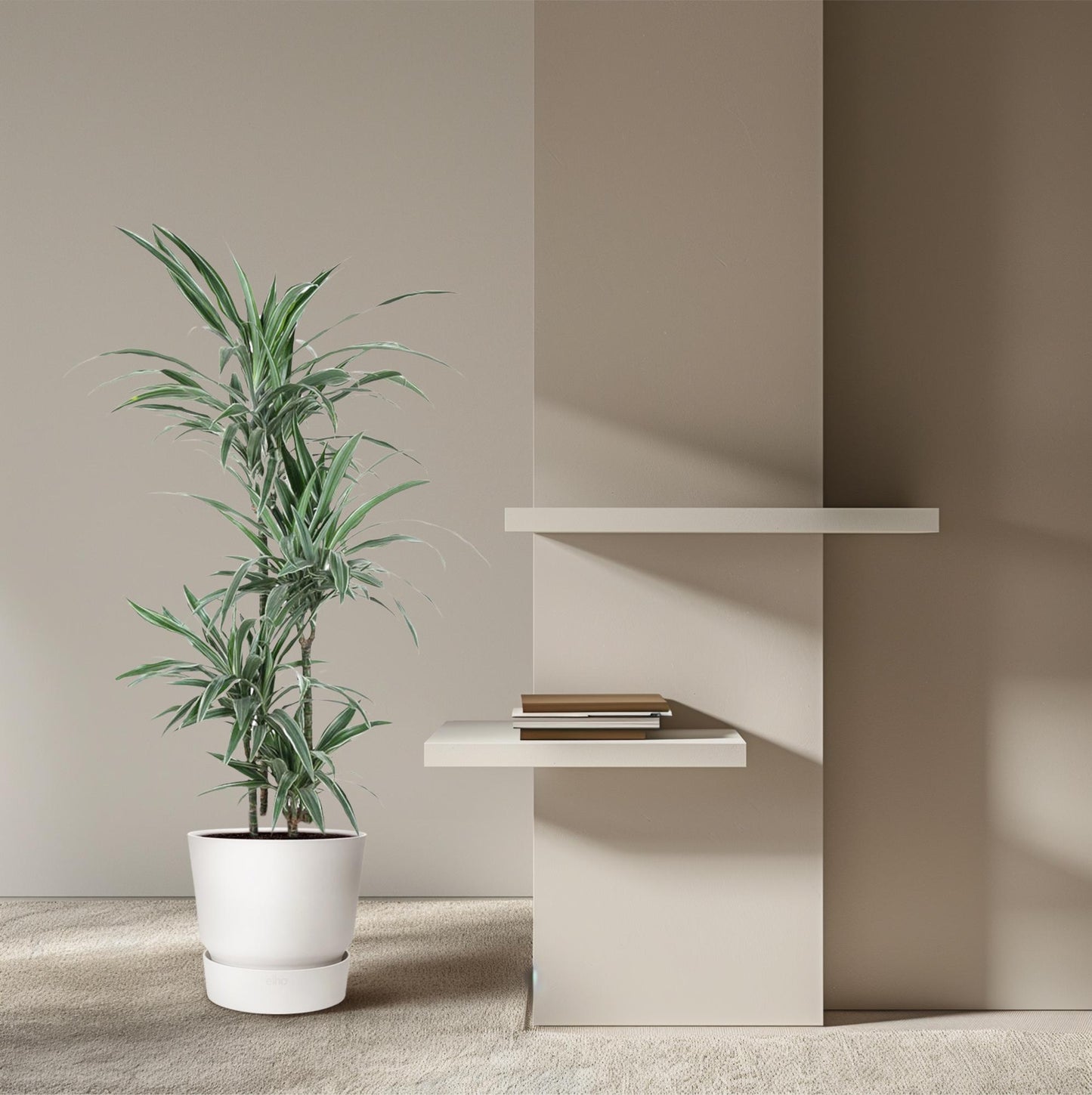 Dracaena Warneckei - 145 cm - ø30
