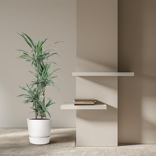 Dracaena Warneckei - 145 cm - ø30