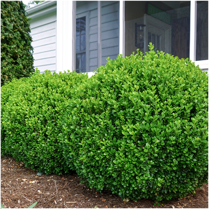 4 x 6-Pack Buxus NewGen Freedom – Winterharde Groenblijvende Struiken 24 x Ø7 cm - ↕15 cm
