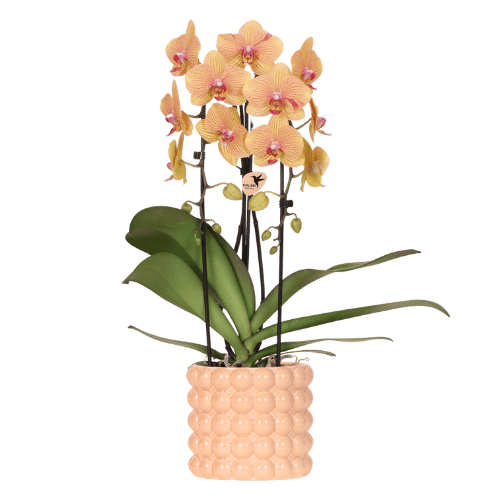 Combo: Niagara Falls orchidee (Poppy sierpot peach)