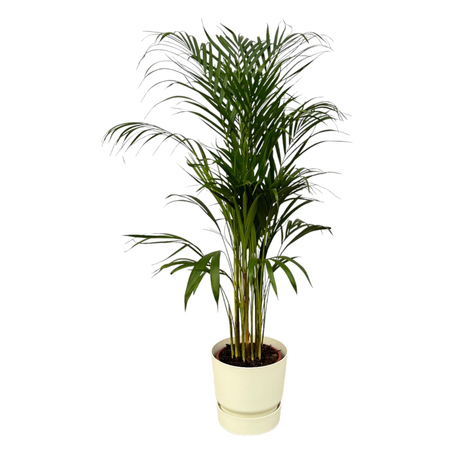 Combo: Areca palm (Greenville Round wit)