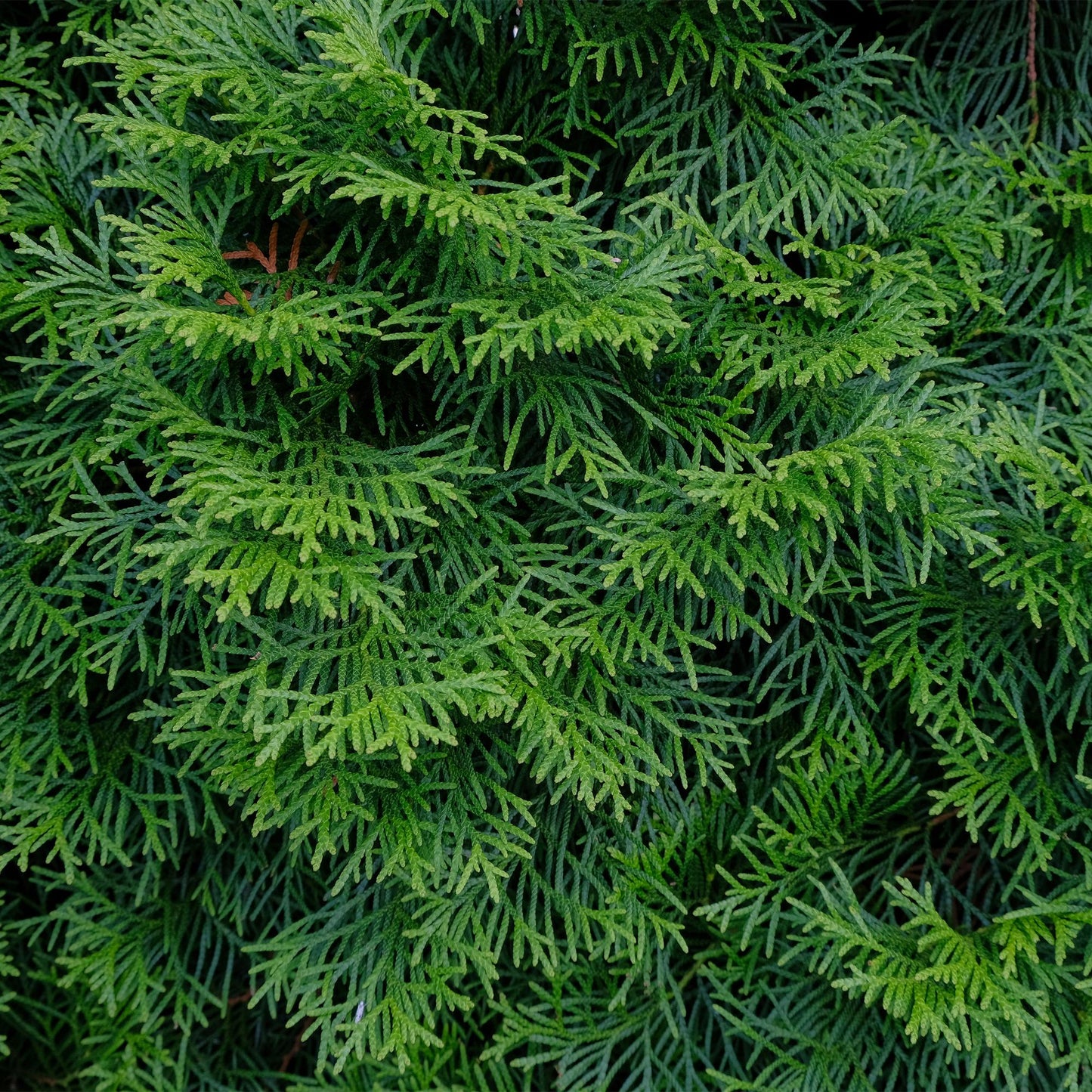Thuja occidentalis Smaragd - blad groen - 8 planten - 1 strekkende meter - groenblijvend - pot 9cm hoogte 30-35cm