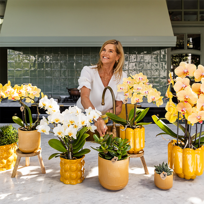 Combo: Sunny Bunny orchidee geel/roze (Retro oker sierpot)