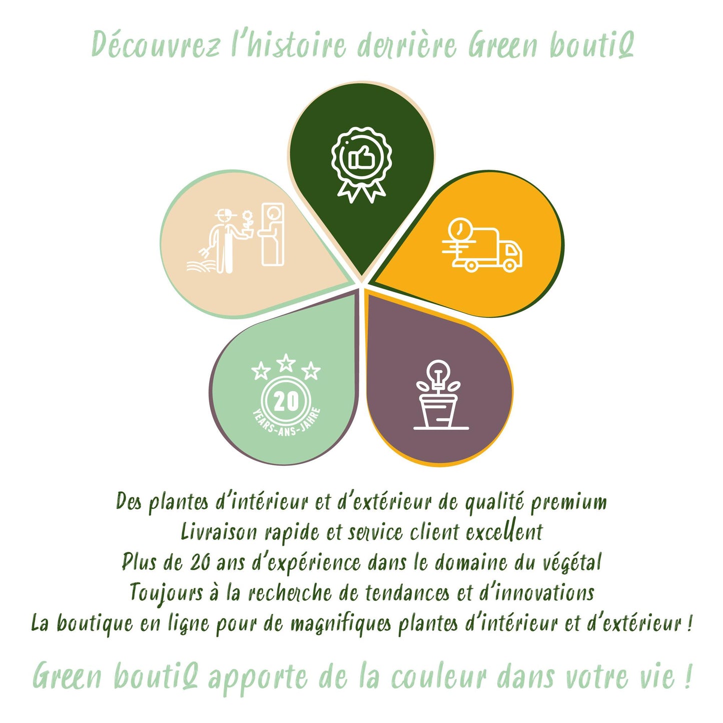 Monstera Deliciosa 70-80cm