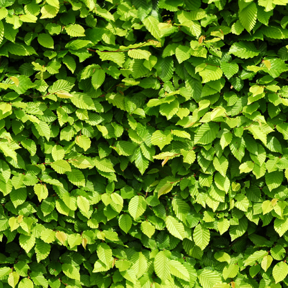 Palletdeal: Carpinus Betulus (50 stuks)