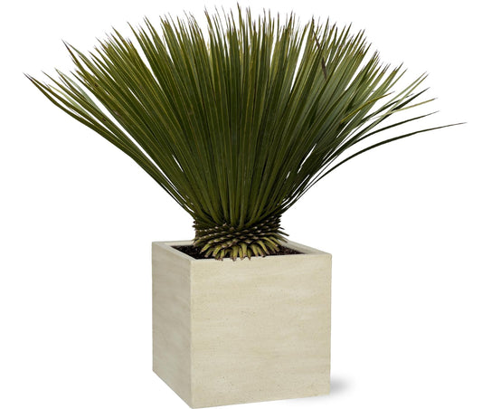 Yucca Rostrata - 70cm- Ø30