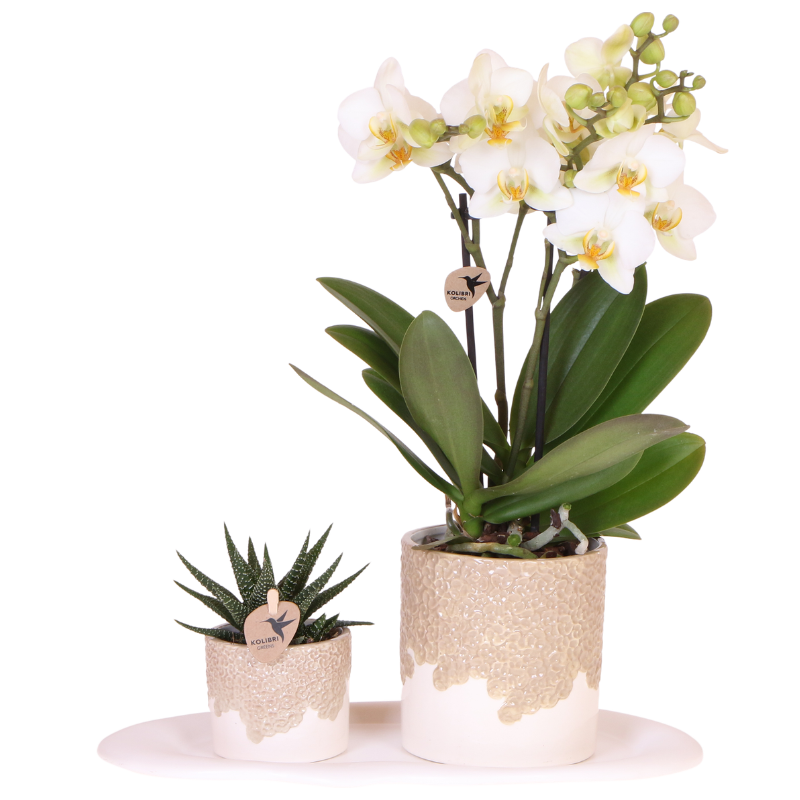 Giftset: Bloom Sand