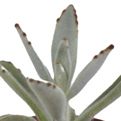 Mix: 10 Vetplanten 5.5 cm zonder pot