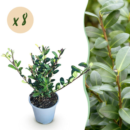 Ilex crenata Caroline Upright - Blad Groen - 8 Planten - 1 Strekkende Meter - Groenblijvend - Pot 9cm Hoogte 25-30cm