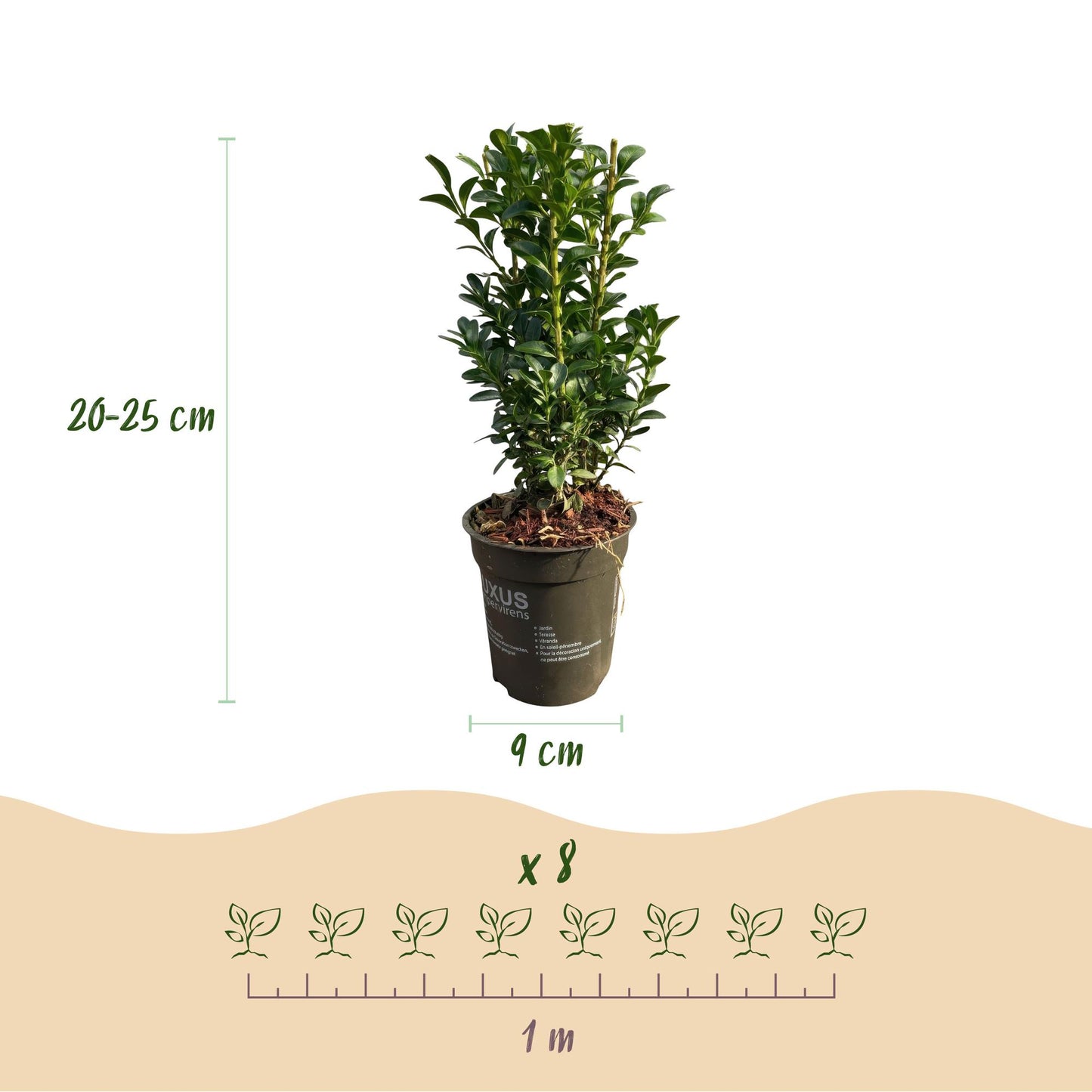 Buxus sempervirens -  blad groen - 8 planten - 1 strekkende meter - groenblijvend - pot 9cm hoogte 20-25cm