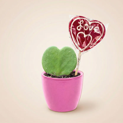 Plant Set: Pink Sweetheart