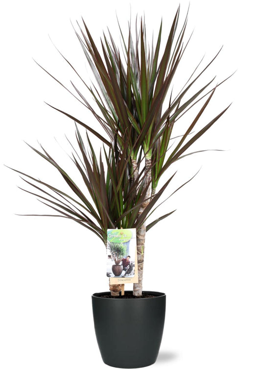 Set: Dracaena Magenta - Ø17cm - ↕80cm + Pot Brussels D18x17cm