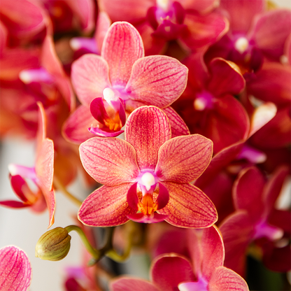 Surprise-box: 2 orchideeën