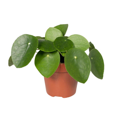Pilea Peperomiodes Ø12cm - ↕20cm