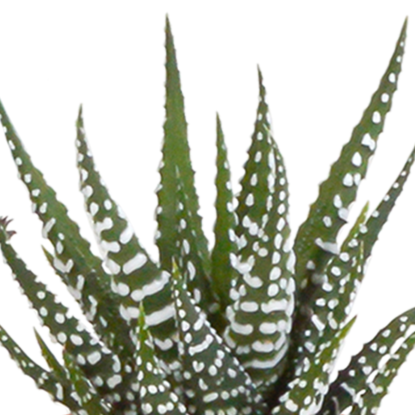 Mix: 15 stuks Cacti en vetplanten 5.5 cm - in witte pot