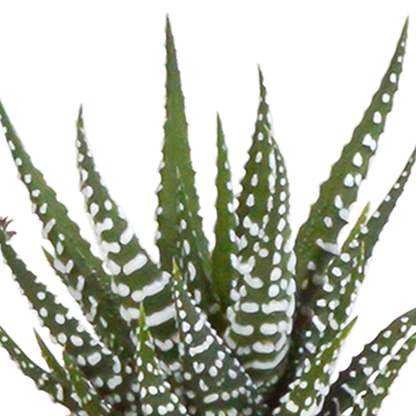 Mix: 15 stuks Cacti en vetplanten 5.5 cm - in witte pot