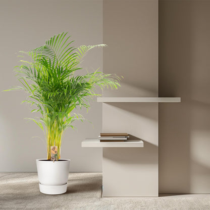 Areca palm
