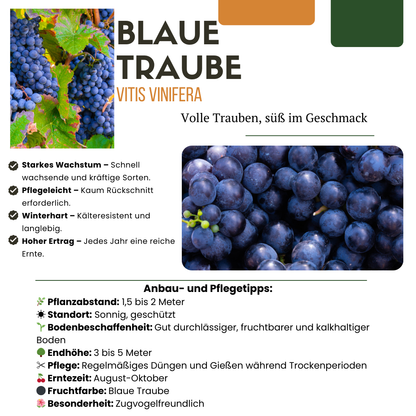 6 x Biologische Druivenplanten - Ø 13 cm - ↨ 20 cm