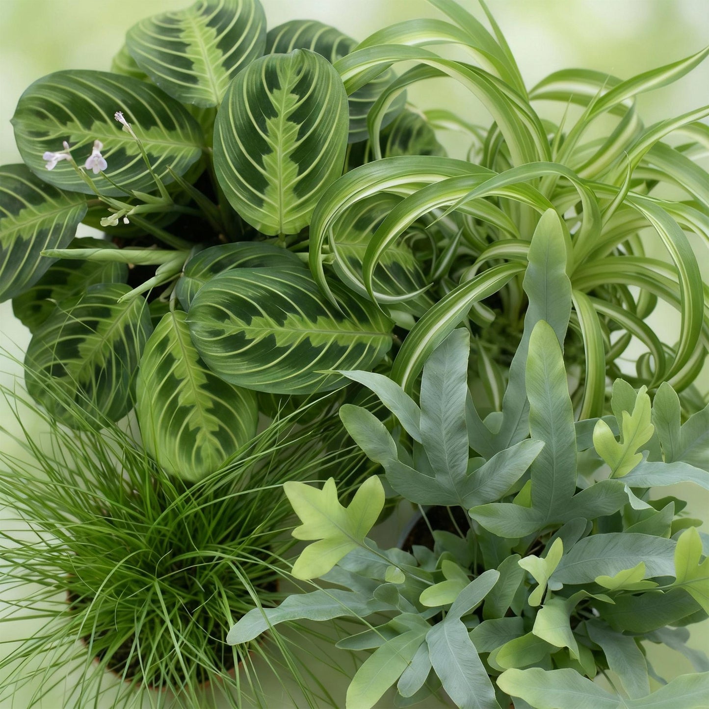 Mix: 4 Huisdiervriendelijke Planten in Witte Potten - Hoogte 25cm