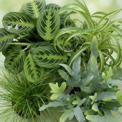 Mix: 4 Huisdiervriendelijke Planten in Witte Potten - Hoogte 25cm