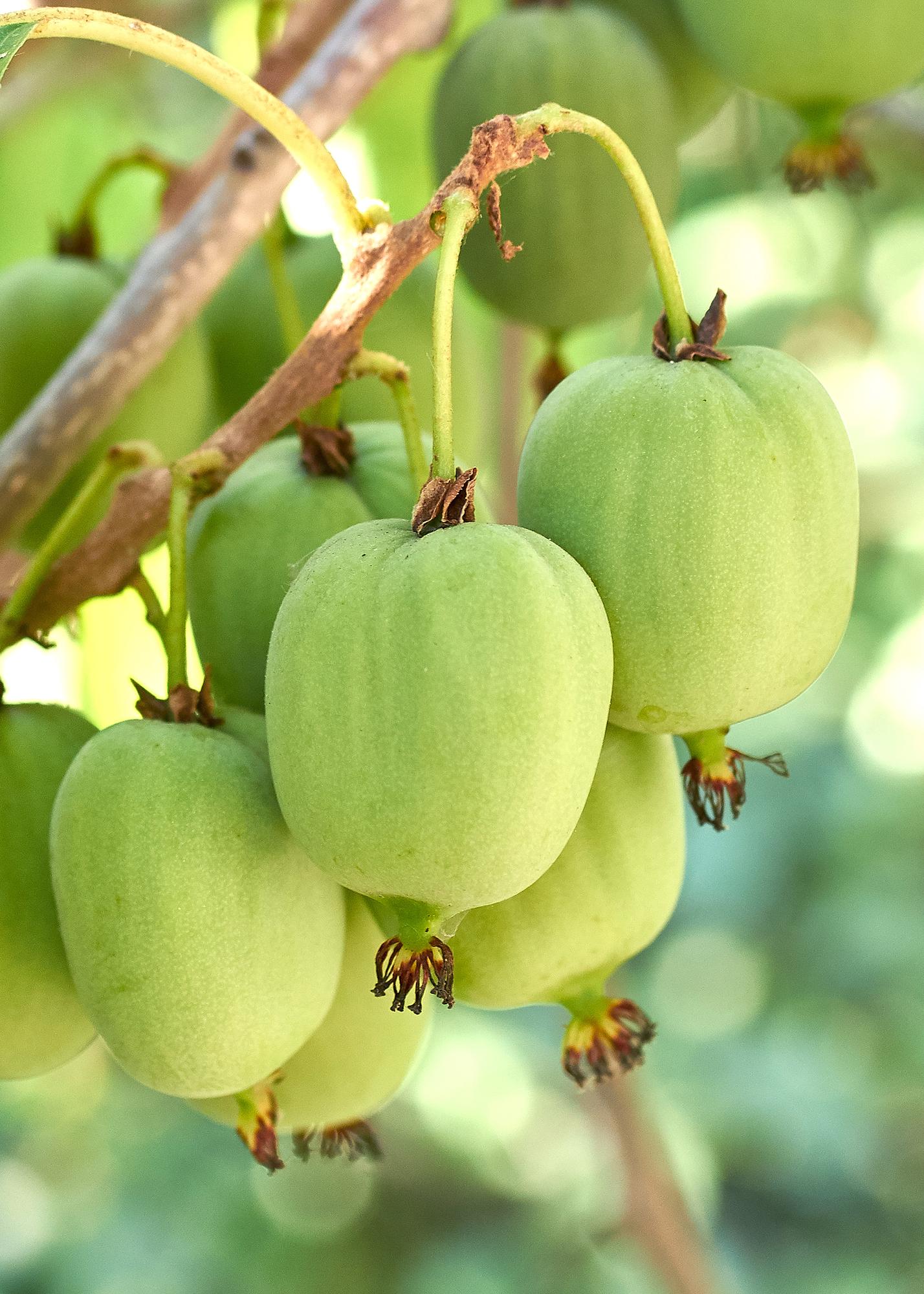 Actinidia arguta 'Issai' (Kiwibes)