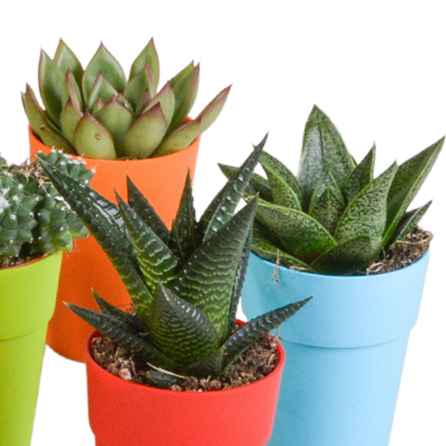 mix: 15 Cacti en vetplanten (plastic potjes)