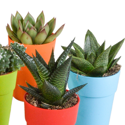 mix: 15 Cacti en vetplanten (plastic potjes)
