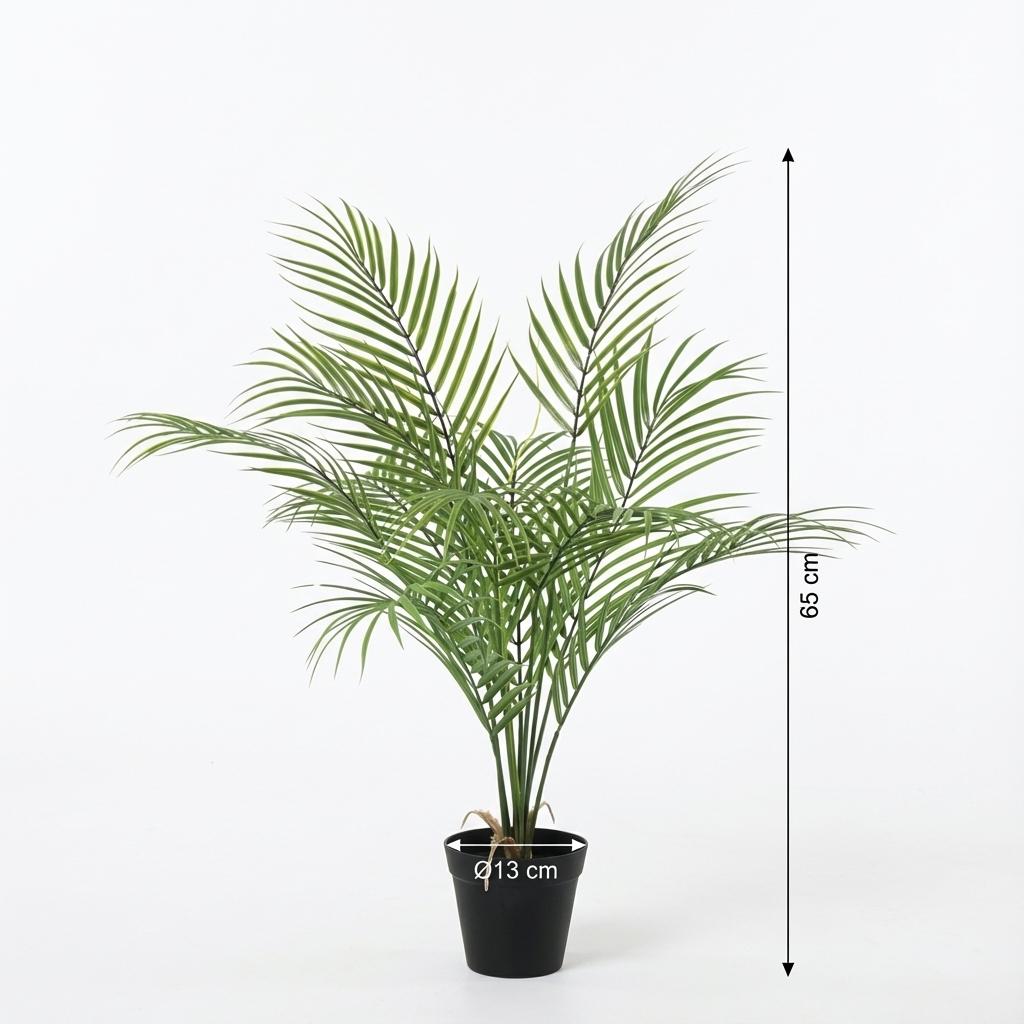 Kentia palm