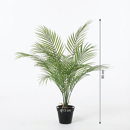 Kentia palm