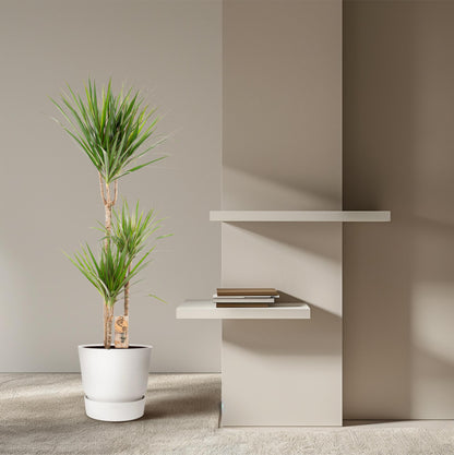 Dracaena Marginata