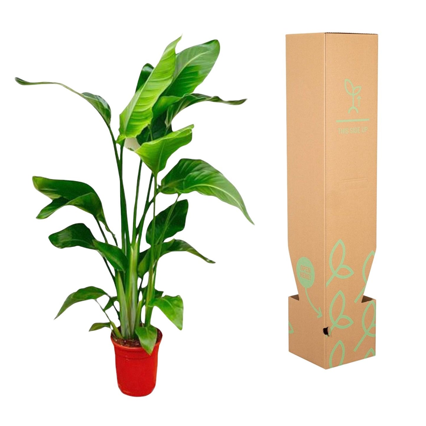 Strelitzia Nicolai - 80-100 cm - ø17