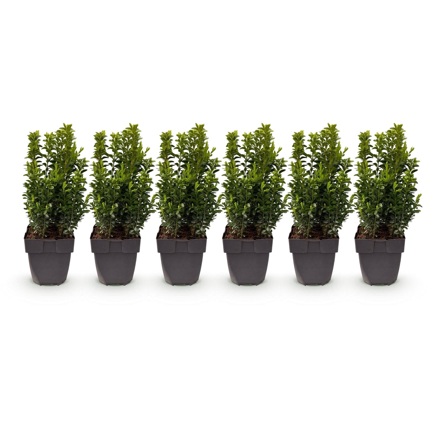 Buxus sempervirens -  blad groen - 6 planten - 1 strekkende meter - groenblijvend - pot 17cm hoogte 45cm