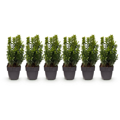 Buxus sempervirens -  blad groen - 6 planten - 1 strekkende meter - groenblijvend - pot 17cm hoogte 45cm