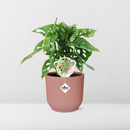 Combo: Monstera ‘Monkey Leaf’ (Vibes Fold roze)