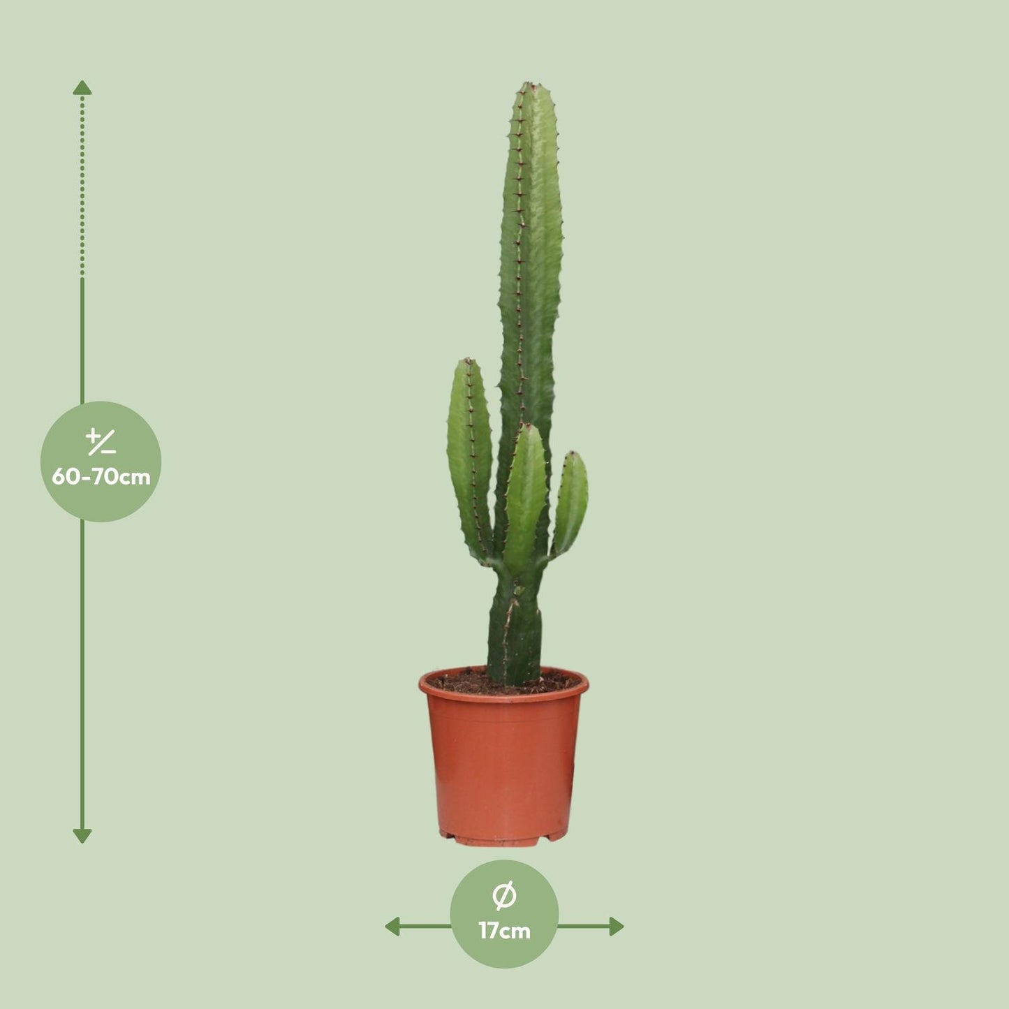 Euphorbia Acrurensis - Ø17cm - ↕50cm