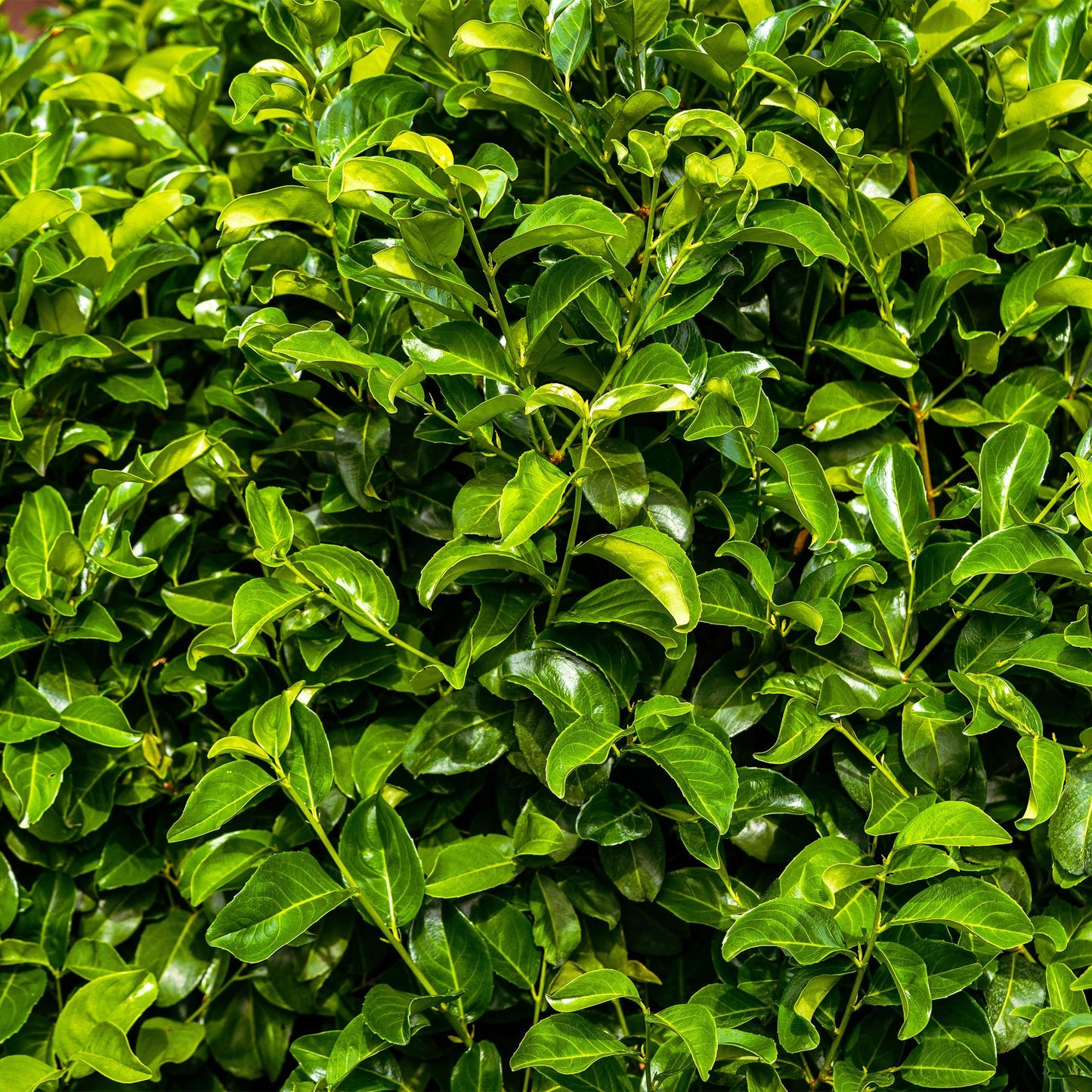 Prunus laurocerasus Rotundifolia - blad groen - 8 planten - 1 strekkende meter - groenblijvend - pot 9cm hoogte 30-35cm