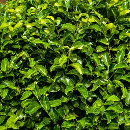 Prunus laurocerasus Rotundifolia - blad groen - 8 planten - 1 strekkende meter - groenblijvend - pot 9cm hoogte 30-35cm