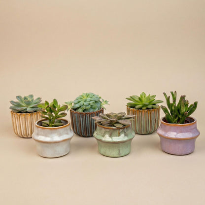 Mix: 6 Succulenten (ceramic)
