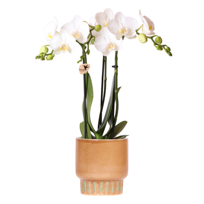 Combo: Witte Amabilis orchidee (Bold Cognac sierpot)