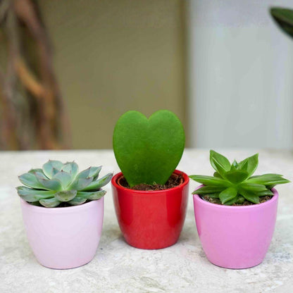 mix: Succulents (3 items)