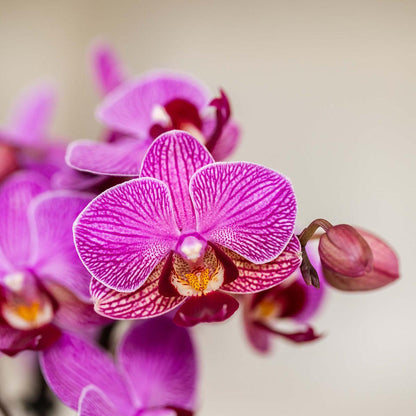 Combo: Paarse Vienna orchidee (Bloom sierpot paars)