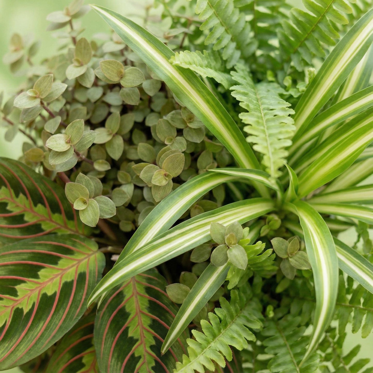 Mix: 4 Huisdiervriendelijke Planten in Witte potten - Hoogte 25cm