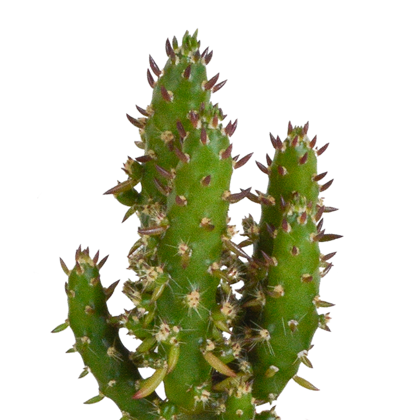 Mix: 15 stuks Cacti en vetplanten 5.5 cm - in witte pot