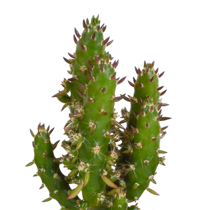 Mix: 15 stuks Cacti en vetplanten 5.5 cm - in witte pot