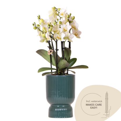 Combo: Witte Lausanne orchidee (groene Diabolo sierpot)