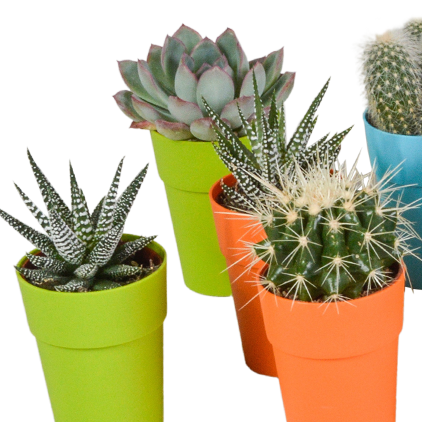 mix: 15 Cacti en vetplanten (plastic potjes)
